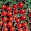 Unii fermieri se plâng că sunt nevoiți să arunce roșiile din cauza Programul Tomata
