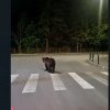 VIDEO Urs în centrul stațiunii Poiana Brașov