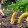 A plantat banane în toată grădina, la mijlocul lunii iunie. Ce a observat o săptămână mai târziu