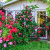 Ce să faci neapărat cu florile tale pe caniculă. 5 sfaturi de la grădinari ca să reziste toată vara