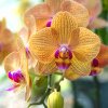 Cum “păcălești” orhideea să înflorească frumos. Nu-ți trebuie decât acest amestec minune cu efect garantat