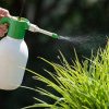 Insecticidul natural pe care toți grădinarii trebuie să-l știe. Te scapă definitiv de afide la trandafiri