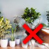 Planta care îți poate umple casa de gândaci. Nu o cumpăra sub nicio formă