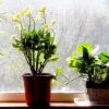 Plantele care atrag dragostea în casa ta. Trebuie să le ții neapărat în balcon vara asta