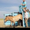 Caii sălbatici se întorc pe câmpiile Kazahstanului, după secole