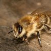 Detectarea cancerului pulmonar cu ajutorul albinelor!