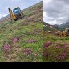 Vegetație distrusă în Munții Făgăraș: Un cioban a săpat ilegal un drum către stână