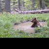 VIDEO| Urs la scăldat, într-o pădure din Parcul Național Retezat