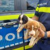 Femeie care ținea aproape 30 de câini în condiții improprii, amendată de polițiști