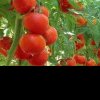 3 metode care te ajută să obții o recoltă bogată de roșii
