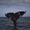 Balenele gri din Pacific, „santinele” ale ecosistemului, se micșorează odată cu încălzirea oceanelor