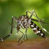 Avertismentul medicilor: Înțepăturile de țânțari pot fi destul de periculoase 