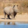 Africa de Sud injectează coarnele rinocerilor albi cu material radioactiv, pentru a-i opri pe braconieri