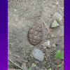 Alertă în Râmnicu Vâlcea: O grenadă din Al Doilea Război Mondial a fost găsită pe o alee