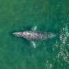 Balenele gri din Oceanul Pacific și-au micșorat dimensiunile cu 13% în 20 de ani. Un nou studiu arată care este motivul