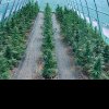 Cultură de canabis, cu plante înalte de 1,40 metri, descoperită într-o seră din Mureș. Proprietarul, arestat preventiv