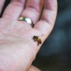 Cum era să moară o femeie din Suceava înțepată de viespe din cauza unei glume sinistre la 112