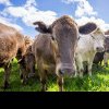 Danemarca va impozita fermierii pentru gazele cu efect de seră emise de animale