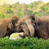 Descoperire inedită: Elefanții își pun singuri nume și așa se strigă unii pe alții