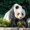 „Diplomaţia panda. Wang Wang şi Fu Ni revin în China după 15 ani în Australia. Ei sunt înlocuiți de alți doi urși panda uriași
