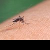 ECDC avertizează: „Sunt tot mai multe cazuri de febră dengue şi de boli cauzate de ţânţari în Europa”