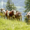 O excursionistă a fost ucisă de o turmă de vaci în Alpii austrieci. Ce anume a declanșat atacul