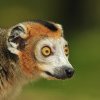 Un tânăr a furat un lemur de la Grădina Zoologică din Călăraşi. Animalul a fost găsit legat într-o clădire abandonată