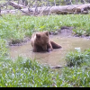 VIDEO. Urs filmat când se bălăcește într-o scăldătoare din Parcul Naţional Retezat