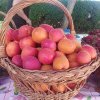 (galerie foto) Fructe și legume proaspete și autohtone: Unde mergi mâine ca să-ți umpli cămara cu bunătăți