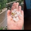 (video) Ploaie puternică cu grindină cât bobul de mazăre, la Bălți: Străzile, inundate, iar apa a ajuns și în unele blocuri