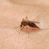ECDC: Numărul cazurilor de febră denga şi al altor boli asociate ţânţarilor, în creştere în Europa