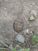 Grenadă găsită în Râmnicu Vâlcea