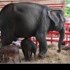 Naștere dramatică în Thailanda a unor elefanți rari gemeni