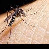 Țânțarii tigru din spatele febrei dengue se înmulțesc în Europa