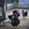 Gripa aviară face prima victim umană. Cum se transmite și cum să te protejezi