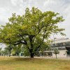 Peste 100.000 de arbori au fost incluși în Registrul Verde al Timișoarei