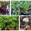 Sfaturi de la specialiştii Horticultura pentru îngrijirea plantelor de apartament în perioada verii