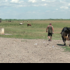 VIDEO Pășunile din Bărăgan s-au uscat, spre disperarea crescătorilor de vite
