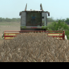 VIDEO Treieratul în Bărăgan, aproape de final. Fermierii înregistrează pierderi uriașe la recolta de grâu