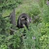 Urs filmat la o scăldătoare în Parcul Naţional Retezat
