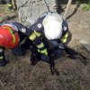 Argeș. Pompierii au salvat un cățel căzut în fântână