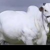 O vacă a fost vândută la licitație pentru suma de 4,1 milioane de dolari. Unde și, mai ales, de ce?!