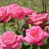 Iubitorii de trandafiri sunt așteptați la ”Parfum de Cluj”, în 8 iunie, la Stațiunea de Cercetări Horticole a USAMV Cluj-Napoca. La vânzare vor fi cireșe, legume, trandafiri din colecție și vinuri