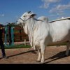 O vacă a fost cumpărată cu 4 milioane de dolari și are propriul bodyguard