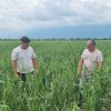 Culturile fermierilor din bazinul legumicol Lungulețu-Slobozia Moară, distruse de grindină 