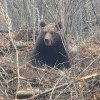 Avem aproape 1.000 de urși în Bistrița-Năsăud!