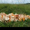 FOTO: Bucuria ciupercarilor – „captură” generoasă de gălbiori, iuțari, hribi și vineciori