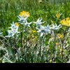 FOTO – MINUNAT: Au apărut florile de colț în Munții Rodnei!