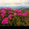 FOTO: Paradis roz în Munții Călimani! Bujorii de munte vă așteaptă să-i admirați