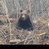 Tot mai mulți urși în Bistrița-Năsăud! Care este situația speciilor protejate după numărătoarea din această primăvară: